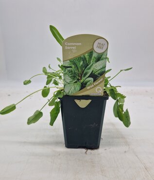 Wildflower Common Sorrel 8.5cm