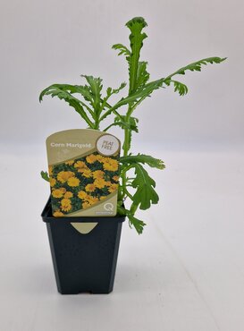Wildflower Corn Marigold 8.5cm