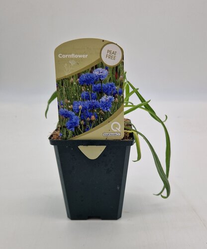 Wildflower Cornflower 8.5cm