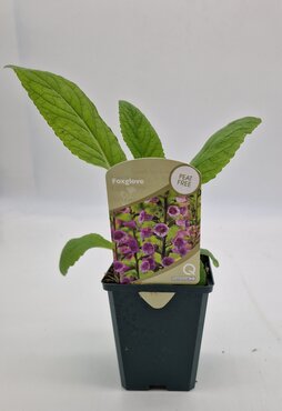 Wildflower Foxglove 8.5cm