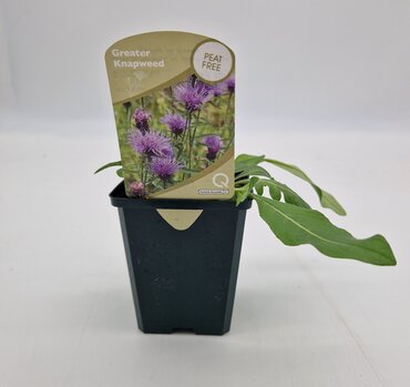 Wildflower Greater Knapweed 8.5cm