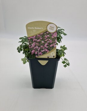 Wildflower Herb Robert 8.5cm