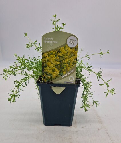 Wildflower Lady's Bedstraw 8.5cm