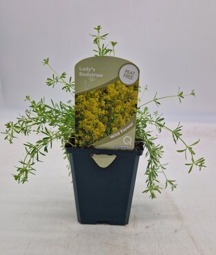 Wildflower Lady's Bedstraw 8.5cm