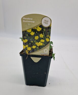 Wildflower Meadow Buttercup 8.5cm