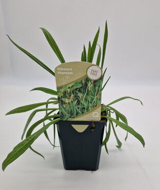 Wildflower Ribwort Plantain 8.5cm
