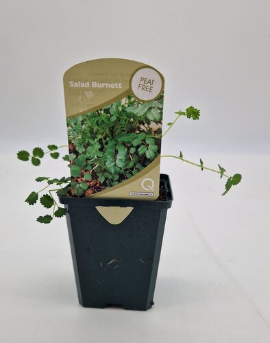 Wildflower Salad Burnett 8.5cm