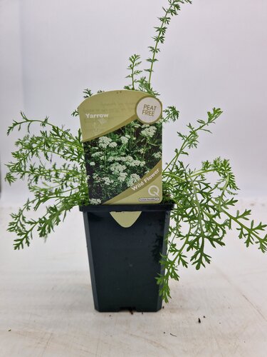 Wildflower Yarrow 8.5cm