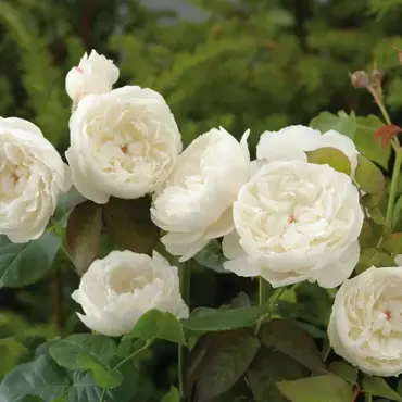 William & Catherine Shrub Rose 6 Litre