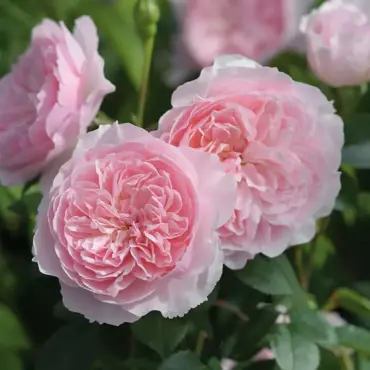 Wisley 2008 Shrub Rose 6 Litre