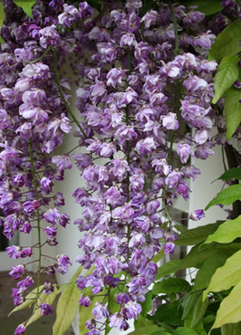 Wisteria Black Dragon 3 Litre