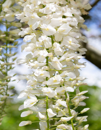Wisteria Brachybotrys Shiro Kapitan Fuji 175/200cm 10 Litre - image 1
