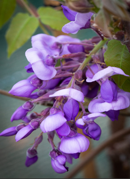 Wisteria Brachybotrys Yokohama Fuji 175/200cm 10 Litre - image 1