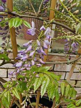 Wisteria Chinensis Prolific Umbrella 45 Litre