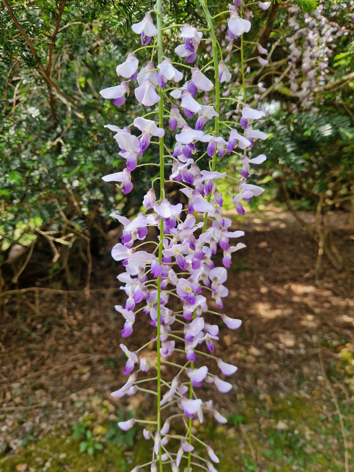 Wisteria Floribunda Cascade 3 Litre - Stewarts Garden Centre