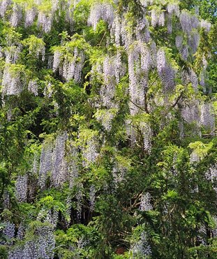 Wisteria Floribunda Harlequin 3 Litre