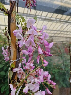 Wisteria Floribunda Lipstick 3 Litre