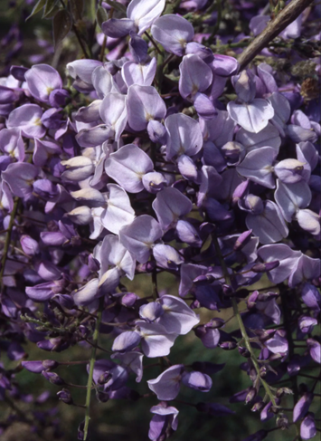 Wisteria In Variety 10 Litre - image 1