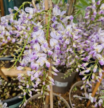 Wisteria Issai 4 Litre