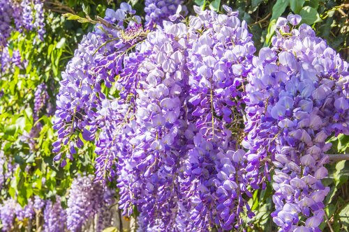 Wisteria Sinensis Amethyst 3 Litre