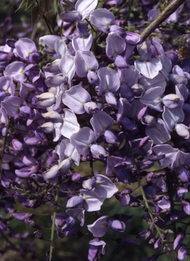 Wisteria Yokohama Fuji Umbrella 25 Litre - image 1