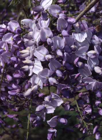 Wisteria Yokohama Fuji Umbrella 25 Litre - image 2