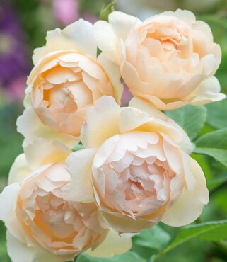 Wollerton Old Hall Climbing Rose 6 Litre