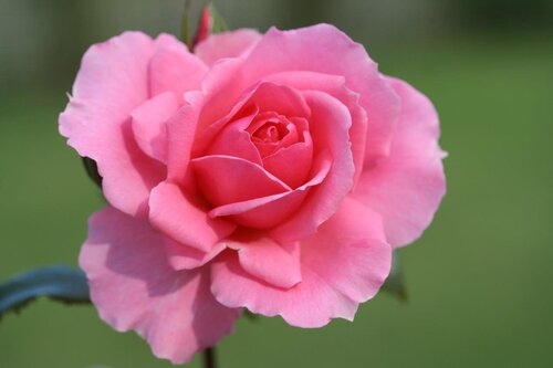 You're Beautiful Bush Rose 3 Litre - image 1