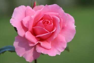 You're Beautiful Bush Rose 3 Litre - image 1