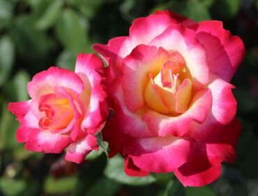 You're My Everything Bush Rose 3 Litre