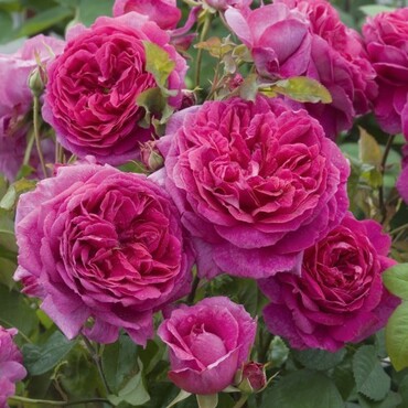 Young Lycidas Shrub Rose 6 Litre