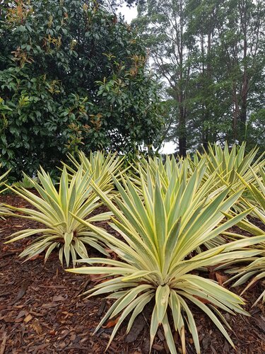 Yucca Citrus Twist 3 Litre