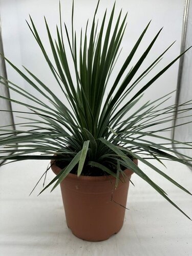 Yucca French Flag 9 Litre - image 1