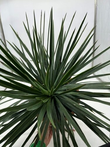Yucca French Flag 9 Litre - image 2