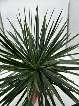 Yucca French Flag 9 Litre - image 2