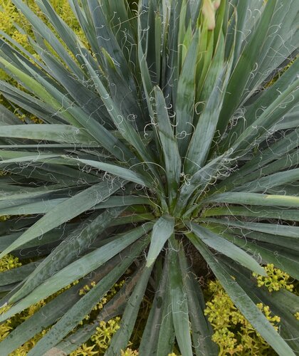 Yucca French Flag 9 Litre