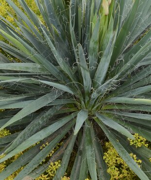 Yucca French Flag 9 Litre