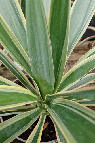 Yucca Gloriosa Variegata 3 Litre