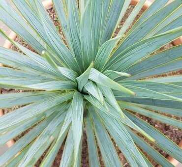 Yucca Rostrata 25 Litre - image 2