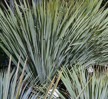 Yucca Rostrata 25 Litre - image 1