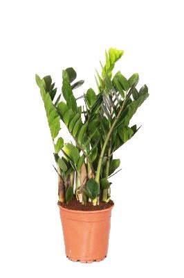 Zamioculcas (14cm pot)