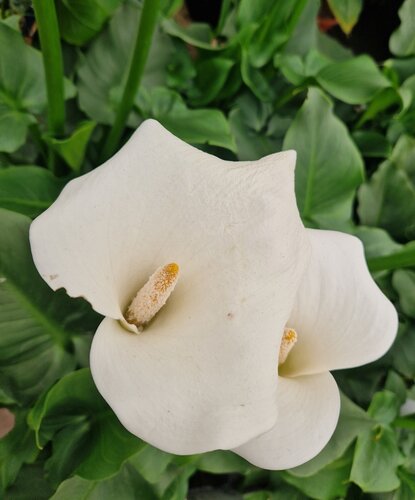 Zantedeschia 3 Litre