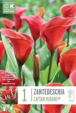 Zantedeschia Captain Murano (Calla)