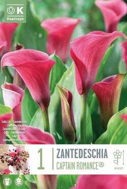 Zantedeschia Captain Romance (Calla)