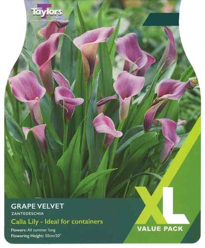 Zantedeschia Grape Velvet XL Pack