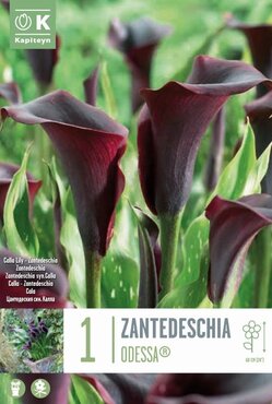 Zantedeschia Odessa (Calla)