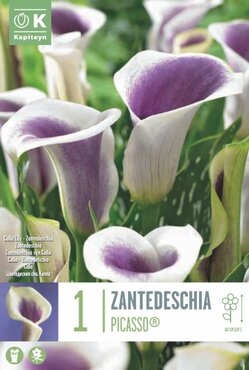 Zantedeschia Picasso (Calla)