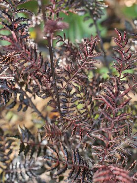 Zanthoxylum schinifolium Diable Rouge 8 Litre