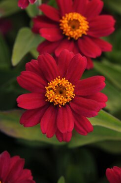 Zinnia Cherry Six Pack