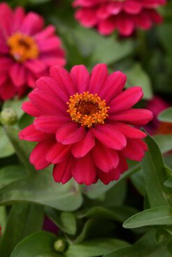 Zinnia Double Cherry Jumbo Six Pack